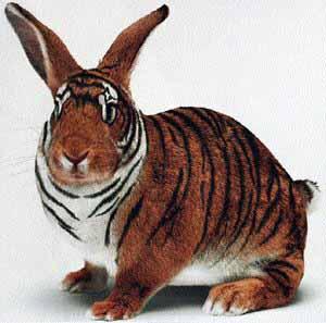tiger rabit.JPG